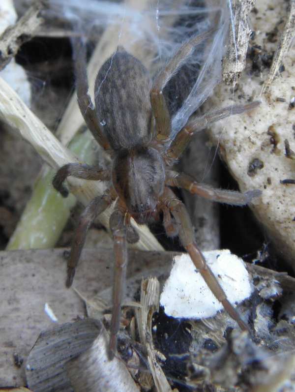 Prochora lycosiformis